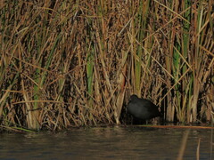 Gallinula tenebrosa