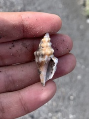 Persististrombus granulatus