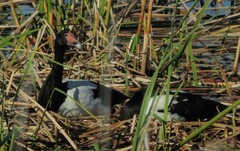 Anseranas semipalmata