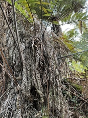 Dicksonia squarrosa