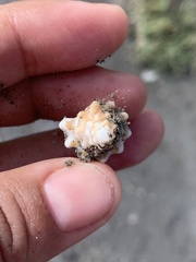 Persististrombus granulatus