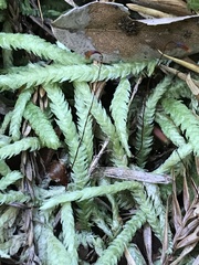 Plagiothecium undulatum