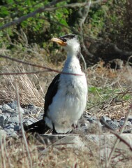 Microcarbo melanoleucos