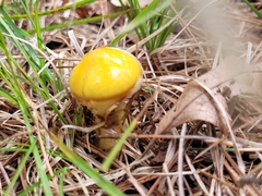 Suillus grevillei