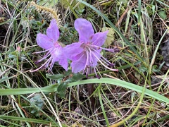 Rhodothamnus chamaecistus