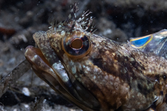 Neoclinus uninotatus