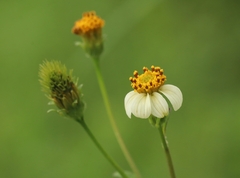 Bidens pilosa