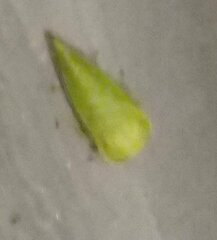 Smiliinae