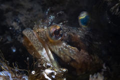 Neoclinus uninotatus