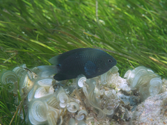 Pomacentrus tripunctatus