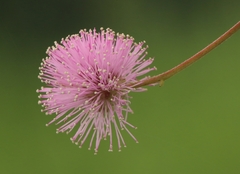 Mimosa rubicaulis