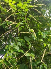 Gouania leptostachya