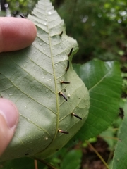 Caryomyia subulata