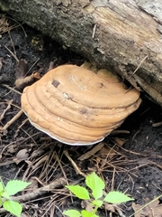 Ganoderma applanatum