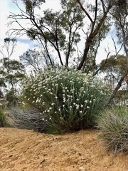 Olearia pimeleoides
