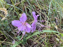 Rhodothamnus chamaecistus