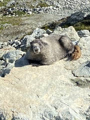 Marmota caligata