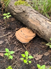 Ganoderma applanatum