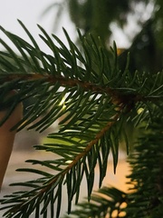 Picea abies