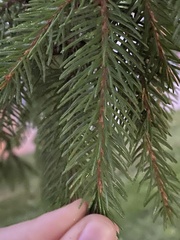 Picea abies