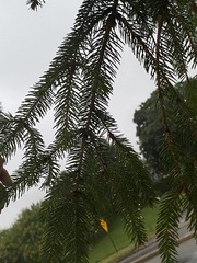 Picea abies