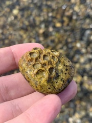 Hexanauplia