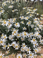 Olearia pimeleoides