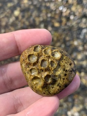Hexanauplia