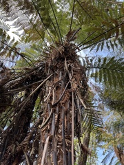 Dicksonia squarrosa