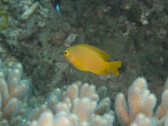 Pomacentrus moluccensis