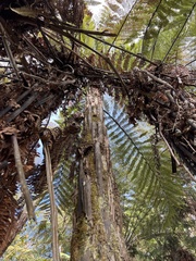 Dicksonia squarrosa