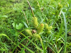 Carex lupulina