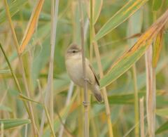 Acrocephalus agricola