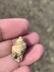 Muricidae