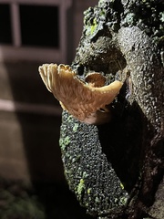 Gymnopus brassicolens