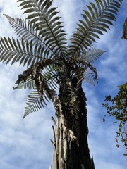 Dicksonia squarrosa