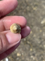 Muricidae