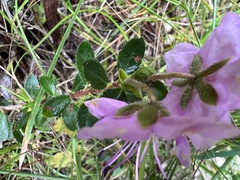 Rhodothamnus chamaecistus