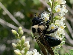 Xylocopa virginica texana