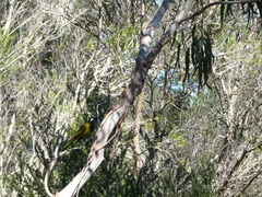 Nesoptilotis leucotis
