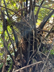 Dicksonia squarrosa