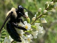 Xylocopa virginica texana