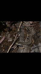 Elgaria multicarinata