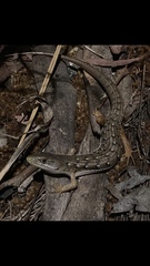 Elgaria multicarinata