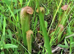 Sarracenia minor