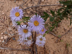 Olearia rudis