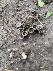 Nidulariaceae