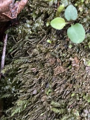 Pseudotaxiphyllum elegans