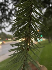 Pseudotsuga menziesii