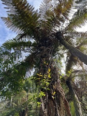 Dicksonia squarrosa
